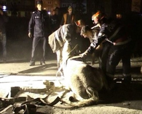Cal căzut într-o groapă la Sibioara, salvat de pompieri